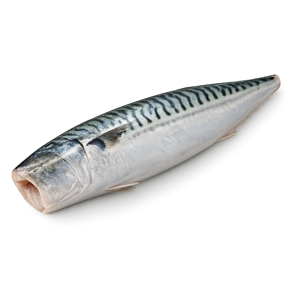 Mackerel
